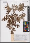 Foto von Salix aurita L.